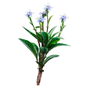 Blooming Small Plant PNG 56