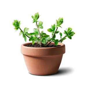 Blooming Small Plant PNG 56