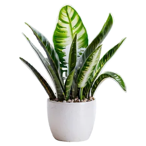 Blooming Snake Plant PNG 84