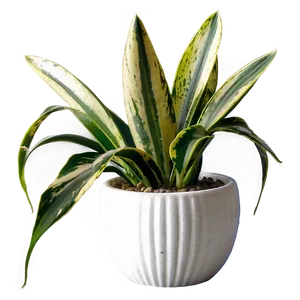 Blooming Snake Plant PNG Cwy65 PNG