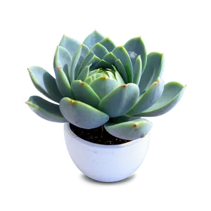 Blooming Succulent Png Gbs PNG image