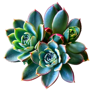 Blooming Succulents Variety PNG 65
