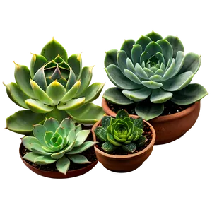 Blooming Succulents Variety PNG Btj62