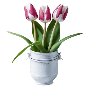 Blooming Tulip Png 05212024 PNG image