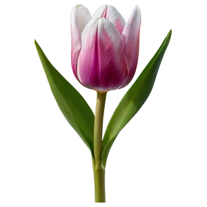 Blooming Tulip Png Tnc76 PNG image