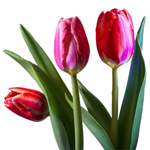 Blooming Tulips Trio Png 05242024 PNG image