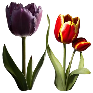 Blooming Tulips Trio Png 94 PNG image