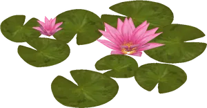 Blooming Water Lilies PNG image