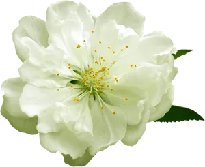 Blooming White Flower Black Background.jpg PNG image