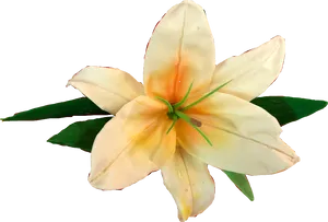 Blooming White Lily Flower PNG image