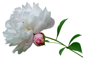 Blooming White Peony Flower PNG