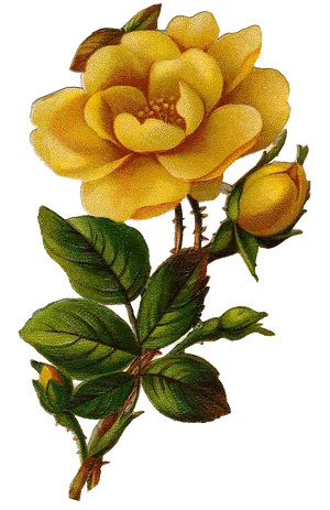 Blooming Yellow Rose Vintage Illustration PNG