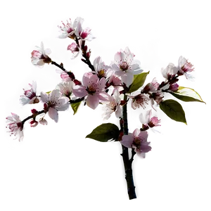 Blossom Branches PNG Yus