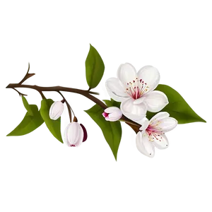 Blossom Print Illustration PNG 06262024 PNG