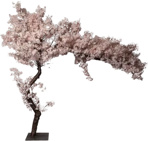 Blossoming Cherry Tree Model PNG image