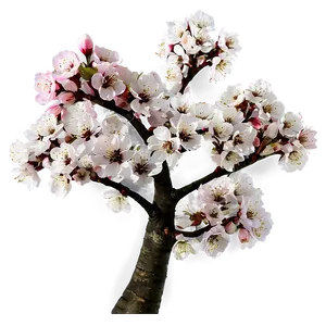 Blossoming Cherry Trees PNG Iba