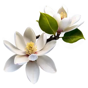Blossoming Magnolia Flower PNG Dyo
