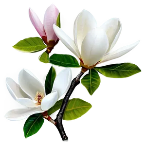 Blossoming Magnolia Flower Png Rfa PNG image