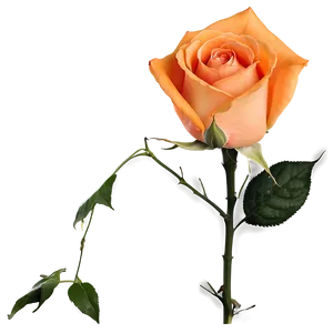 Blossoming Orange Rose Png Ecq51 PNG image