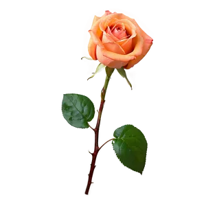 Blossoming Orange Rose PNG Rdg PNG
