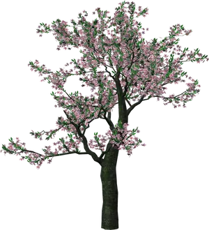 Blossoming Pink Flower Tree PNG image