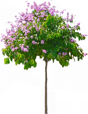 Blossoming Pink Tree Graphic PNG image