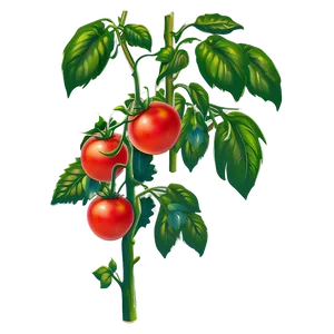 Blossoming Tomato Plant PNG 06212024