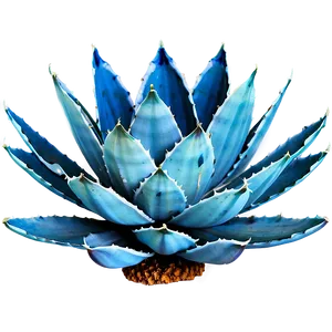 Blue Agave Png 92 PNG image