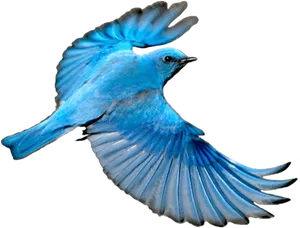 Blue Bird In Flight.png PNG image