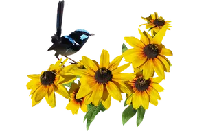 Blue Bird Yellow Flowers Black Background.jpg