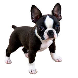 Blue Boston Terrier Png Mjk PNG image