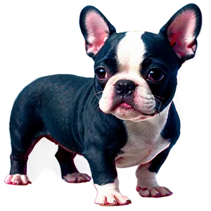 Blue Boston Terrier Png Upm PNG image