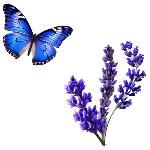 Blue Butterfly And Lavender Png 19 PNG image