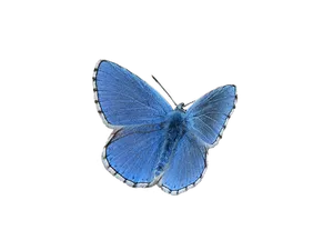 Blue Butterfly Black Background PNG image