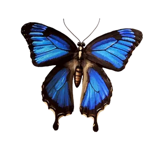 Blue Butterfly Close-up Png Cbw96 PNG image