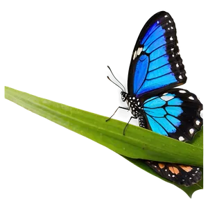 Blue Butterfly On Blue Background Png 05212024 PNG image