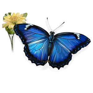 Blue Butterfly On White Png 05212024 PNG image