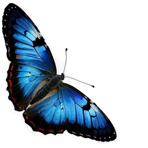 Blue Butterfly On White Png 05212024 PNG image