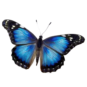 Blue Butterfly Transparent Background Png 99 PNG image