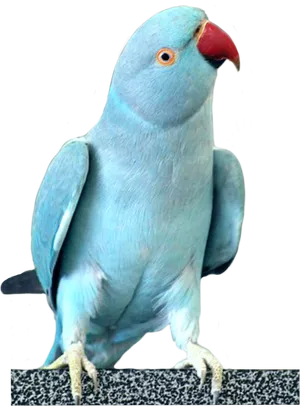 Blue Cockatoo Portrait PNG image