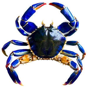 Blue Crab Png 05232024 PNG image