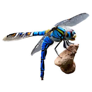 Blue Dragonfly Png 05212024 PNG image
