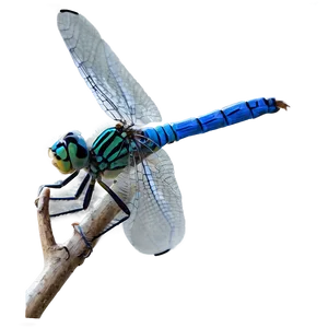 Blue Dragonfly Png 71 PNG image