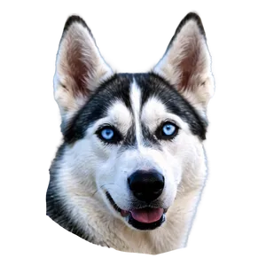 Blue-eyed Husky Png 82 PNG image