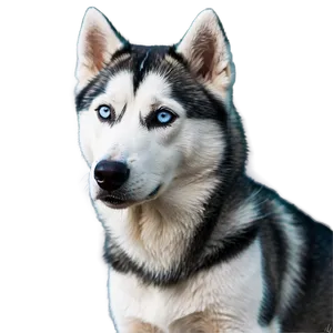 Blue-eyed Husky PNG Esc PNG