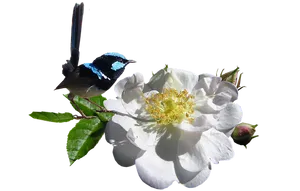 Blue Fairy Wrenon White Flower PNG