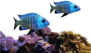 Blue Fish Coral Reef Scene PNG image