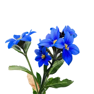 Blue Flower Closeup PNG Xhp90