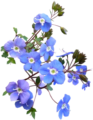 Blue Flowers Black Background