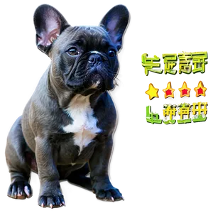 Blue French Bulldog PNG 9